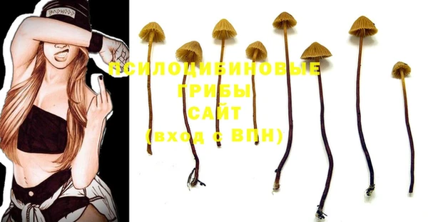 шишки Заволжье
