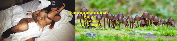 шишки Заволжье
